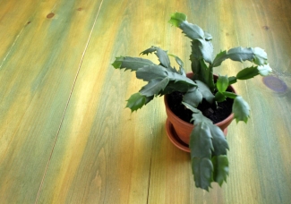 plant sitting on a stained wood floor